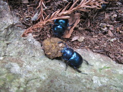 Phelotrupes auratus