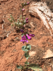 Penstemon