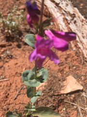 Penstemon