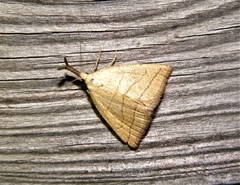 Polypogon tentacularia