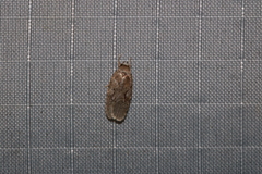 Semioscopis
