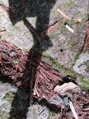 Gagrellopsis nodulifera