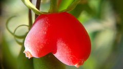 Lonicera fragrantissima