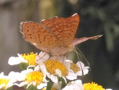 Lepidoptera