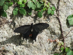Papilio demetrius demetrius