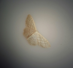Idaea macilentaria