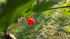 Lonicera fragrantissima