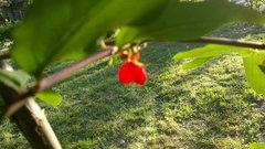 Lonicera fragrantissima
