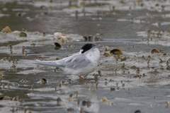 Sternula nereis davisae