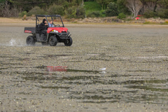 Sternula nereis davisae