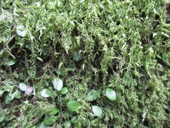 Fungi