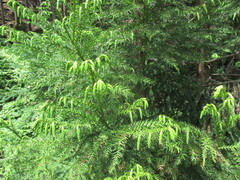 Cryptomeria japonica