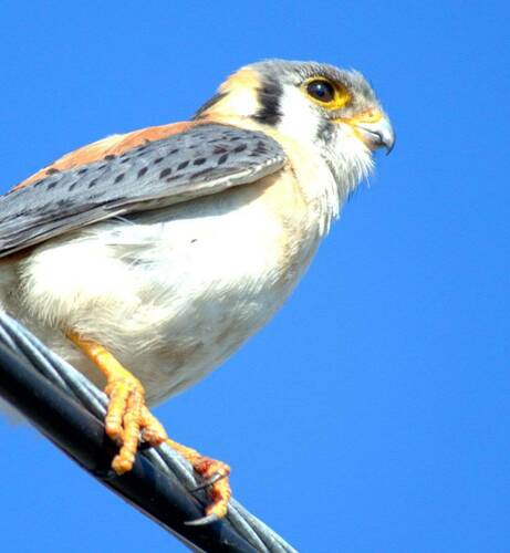 American Kestrel