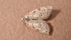 Nola thymula