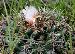 Coryphantha ottonis