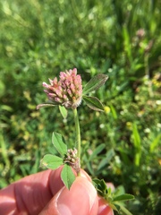 Trifolium striatum