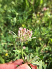 Trifolium striatum