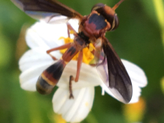 Physocephala sagittaria
