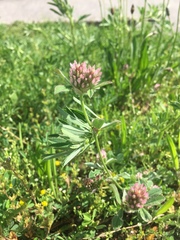 Trifolium striatum