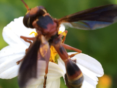 Physocephala sagittaria