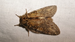 Peridea anceps