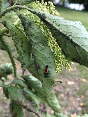 Harmonia axyridis