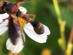 Physocephala sagittaria