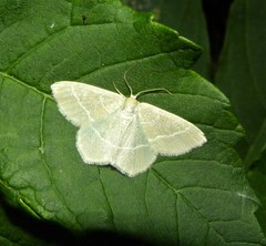 Chlorissa viridata