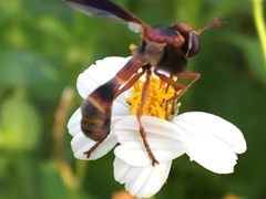 Physocephala sagittaria