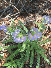 Polemonium viscosum