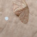 Lophophleps phoenicoptera