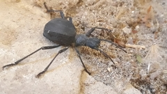 Leptoderis