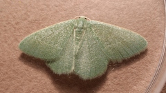 Phaiogramma etruscaria