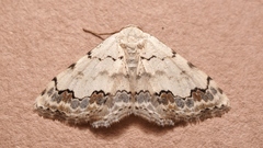 Scopula decorata