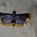 Hypsopygia