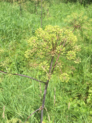Angelica atropurpurea