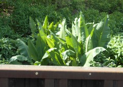 Rumex hydrolapathum