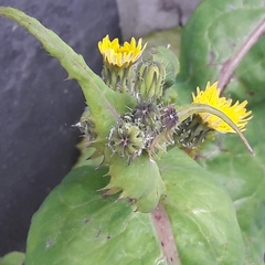 Sonchus oleraceus