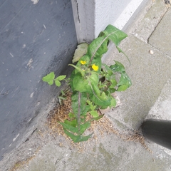 Sonchus oleraceus