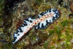 Maritigrella fuscopunctata