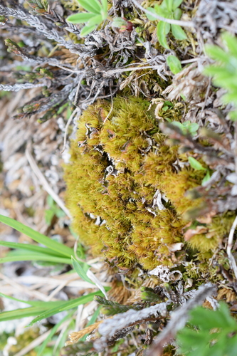 Dicranum brevifolium