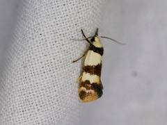 Crepidosceles orthomochla