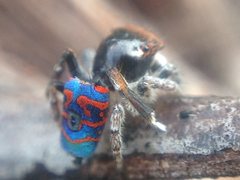 Maratus mungaich