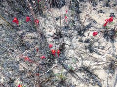 Utricularia menziesii