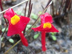 Utricularia menziesii