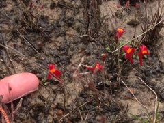 Utricularia menziesii