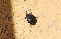 Silpha carinata