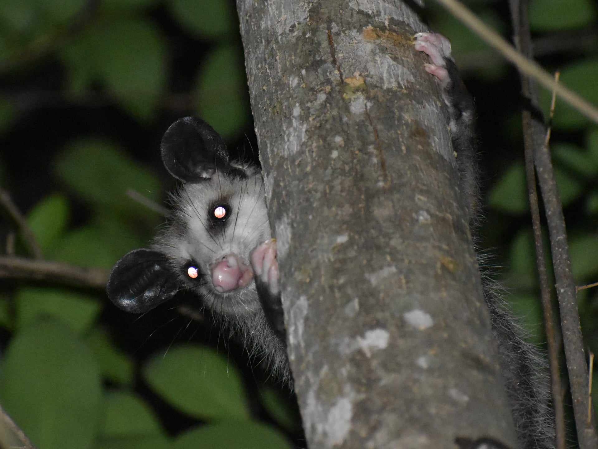 Didelphis virginiana<br>11 July, 2024