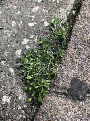 Sagina japonica