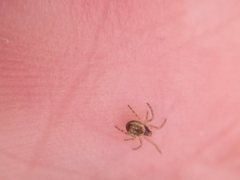 Phryganoporus candidus